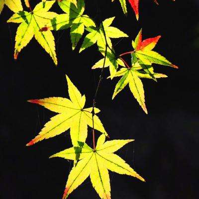 开运app官方登录入口