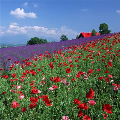 b体育官方app下载手机app下载